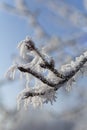 frost snow tree ice Royalty Free Stock Photo