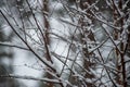 frost snowy forest trees in sunny day in winter Royalty Free Stock Photo