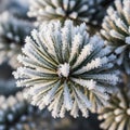 Of the frost with a soft blurred background highlighting the Royalty Free Stock Photo