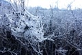 Frost spiderweb on bush in winter