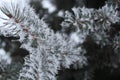 Frost on a spruce branch