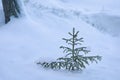 Frost spruce tree on snow at winter day