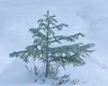 Frost spruce tree on snow at winter day