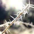 frost stick trunk rock pine forest trees nature walk trail winter trunk Royalty Free Stock Photo