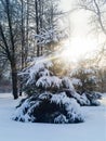 Frost and sun, wonderful day. In a winter park, a radiant sunbeam falls on a spruce covered with snow