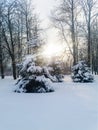 Frost and sun, wonderful day. In a winter park, a radiant sunbeam falls on a spruce covered with snow