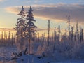 Frost in taiga