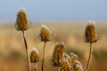 Frost tipped teasels (Dipsacus) Royalty Free Stock Photo