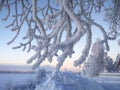 Frost on a tree