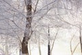 Frost tree branches, rime ice snow forest, fog and sun rays. Winter rural landscape Royalty Free Stock Photo