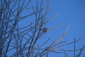 Frost on tree branches and titmouse bird in winter forest on blue sky background