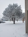 Frost on tree 