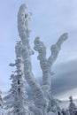 Frost tree