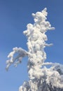 Frost tree in sunlight