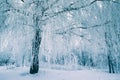 Frost tree in winter forest on morning with fresh snow Royalty Free Stock Photo