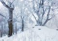 Frost tree in winter mountain Royalty Free Stock Photo