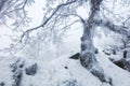 Frost tree in winter mountain