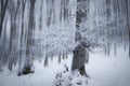 Frost on trees in a beautiful forest with fog in winter Royalty Free Stock Photo