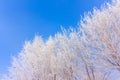 Frost on trees in blue sky winter mornimg Royalty Free Stock Photo