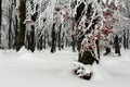 Frost on trees in forest with fog in winter Royalty Free Stock Photo