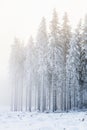 Frost on the trees in the spruce forest in the winter with cold fog Royalty Free Stock Photo