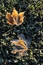 Frost on Two Maple Leaves Royalty Free Stock Photo