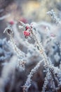 Frost on the wild rose Royalty Free Stock Photo