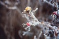 Frost on the wild rose Royalty Free Stock Photo