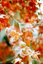 Frost on a winter red maple leafs