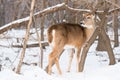 Frostbite on the ears of a doe