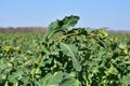 Frostbite, frost damage on rapeseed stem.