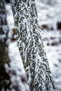 frostbitten limbs and trees Royalty Free Stock Photo