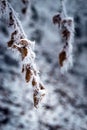 frostbitten limbs and trees Royalty Free Stock Photo