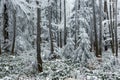 frostbitten limbs and trees Royalty Free Stock Photo