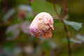 frostbitten rose bud. Caring for flowers in the garden - concept. dying rosebud Royalty Free Stock Photo