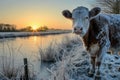 frostcovered cow standing next to an icy pond at sunrise