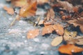 frostcovered leaves on the ground