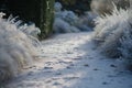 frostcovered path with a fuzzy winter garden scene