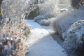 frostcovered walk on chilly morning, with dim, fuzzy winter garden