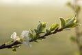 Frosted apple tree flower cold morning