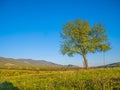 Frosted around and meadow with one single lonely tree on the sunny blue sky background