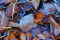 Frosted autumn leafage background Royalty Free Stock Photo