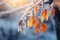 Frosted autumn leaves on a tree branch in the forest, Beautiful frozen branch with orange and yellow maple leaves in the forest,