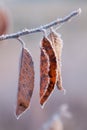 Frosted Autumn leaves on tree branch. Several Autumn Orange Leaves Covered With Frost.Tree branch with yellow leaves and ice.Close Royalty Free Stock Photo