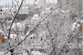 Frosted bare tree branches in winter on the background of the city. The hoarfrost on branches in winter scenery. Royalty Free Stock Photo