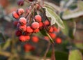 Frosted berries