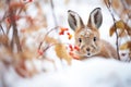 frosted berry bush with curious rabbit underneath Royalty Free Stock Photo