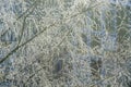 Frosted birch branches on an sunny winter morning