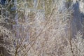 Frosted birch branches on an sunny winter morning