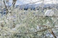 Frosted birch and pine branches on an sunny winter morning